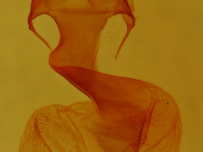 genitalia view of adult Hexorthodes nipana