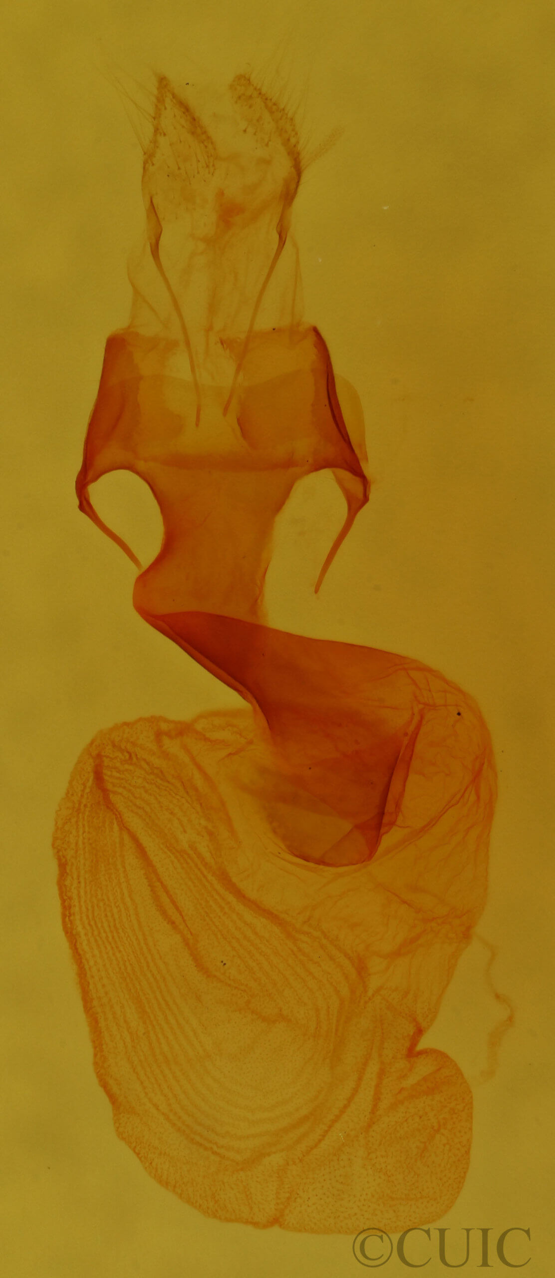 genitalia view of adult Hexorthodes nipana