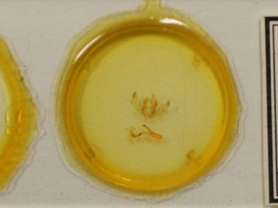 slide view of adult Properigea loculosa