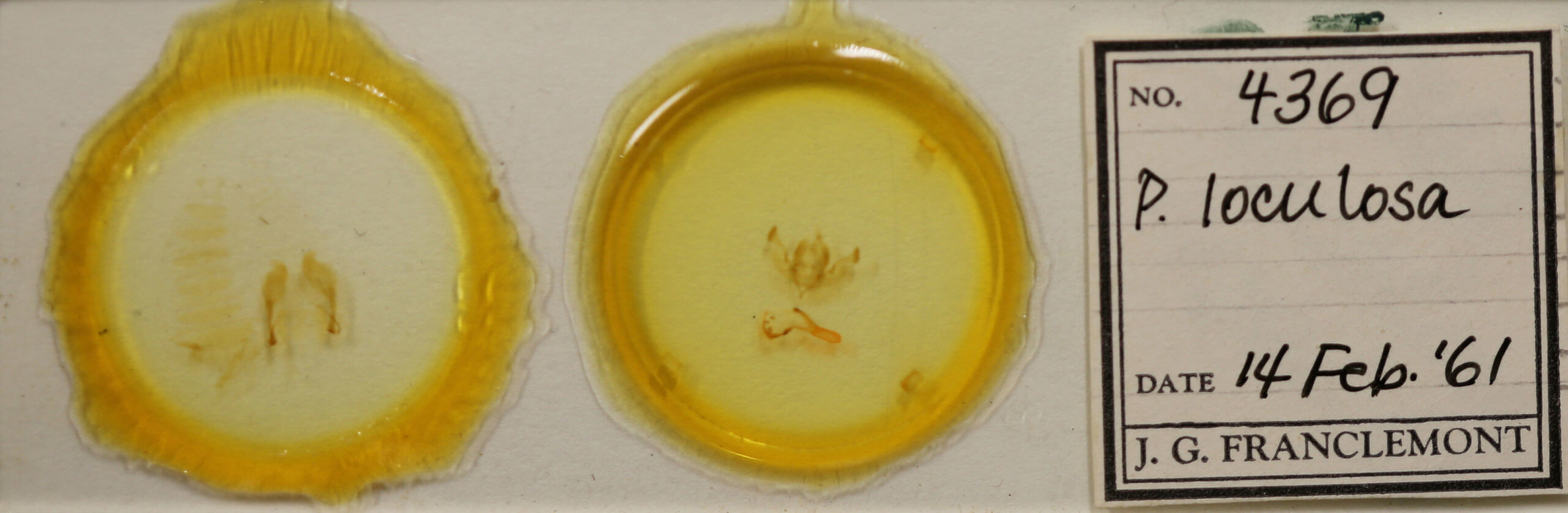 slide view of adult Properigea loculosa