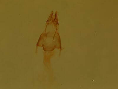 genitalia view of adult Properigea loculosa