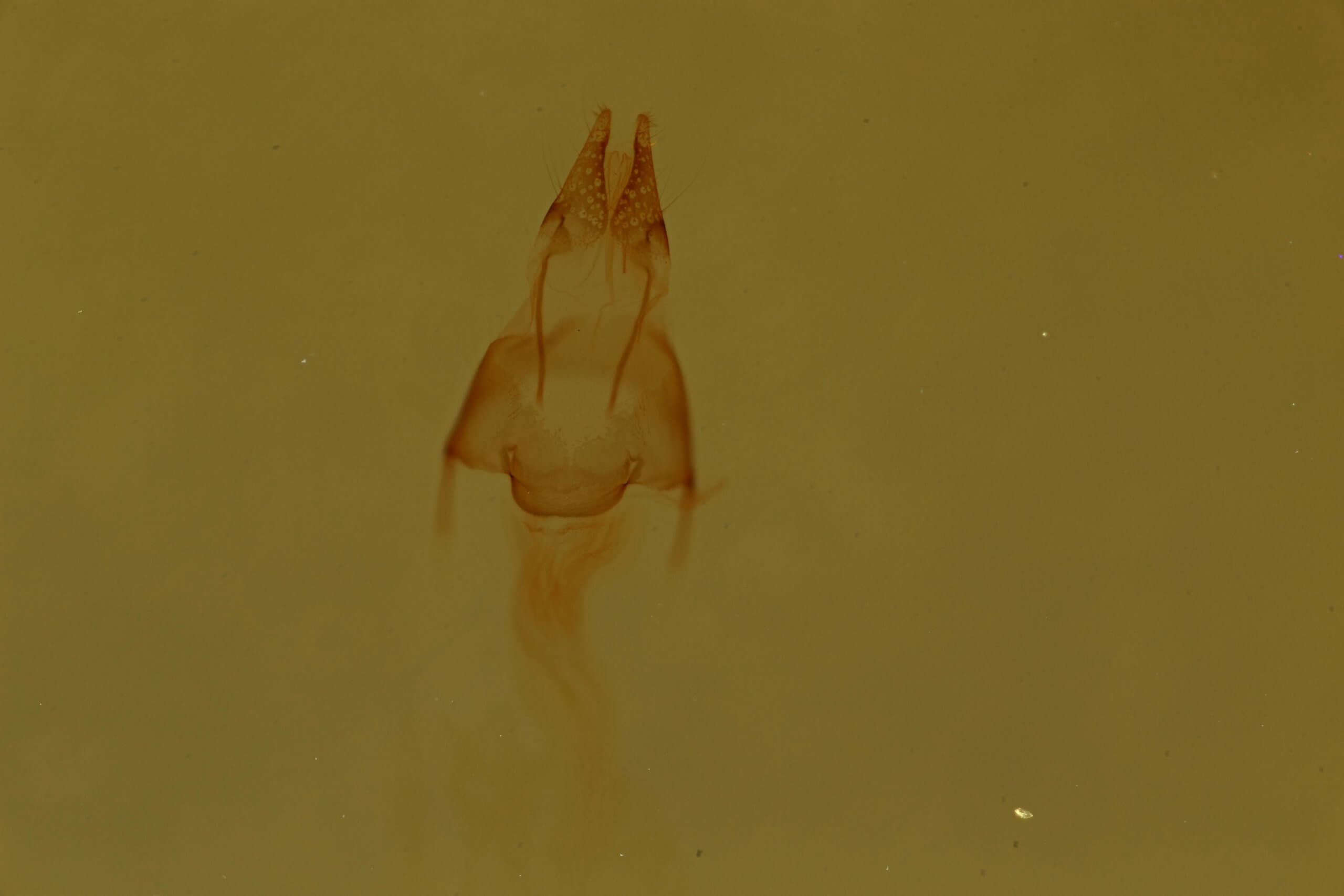 genitalia view of adult Properigea loculosa