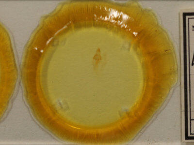 slide view of adult Properigea loculosa