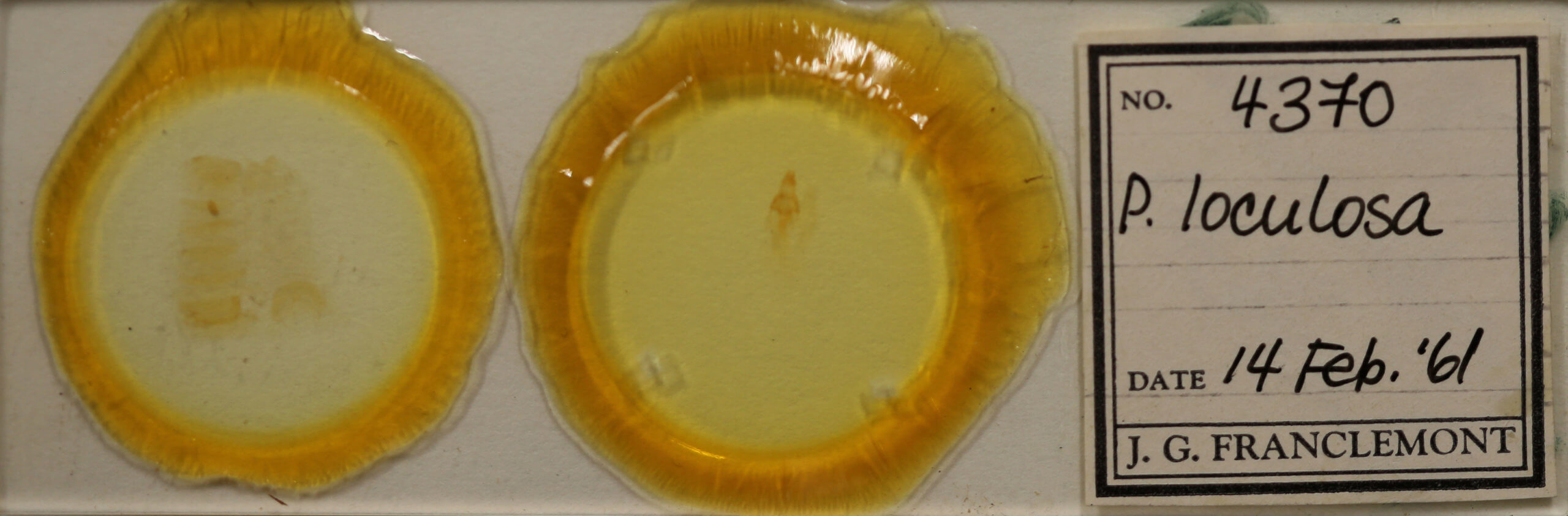 slide view of adult Properigea loculosa