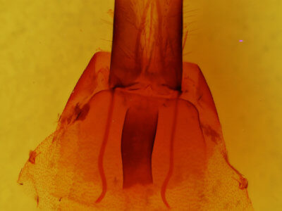 genitalia view of adult Protorthodes ustulata