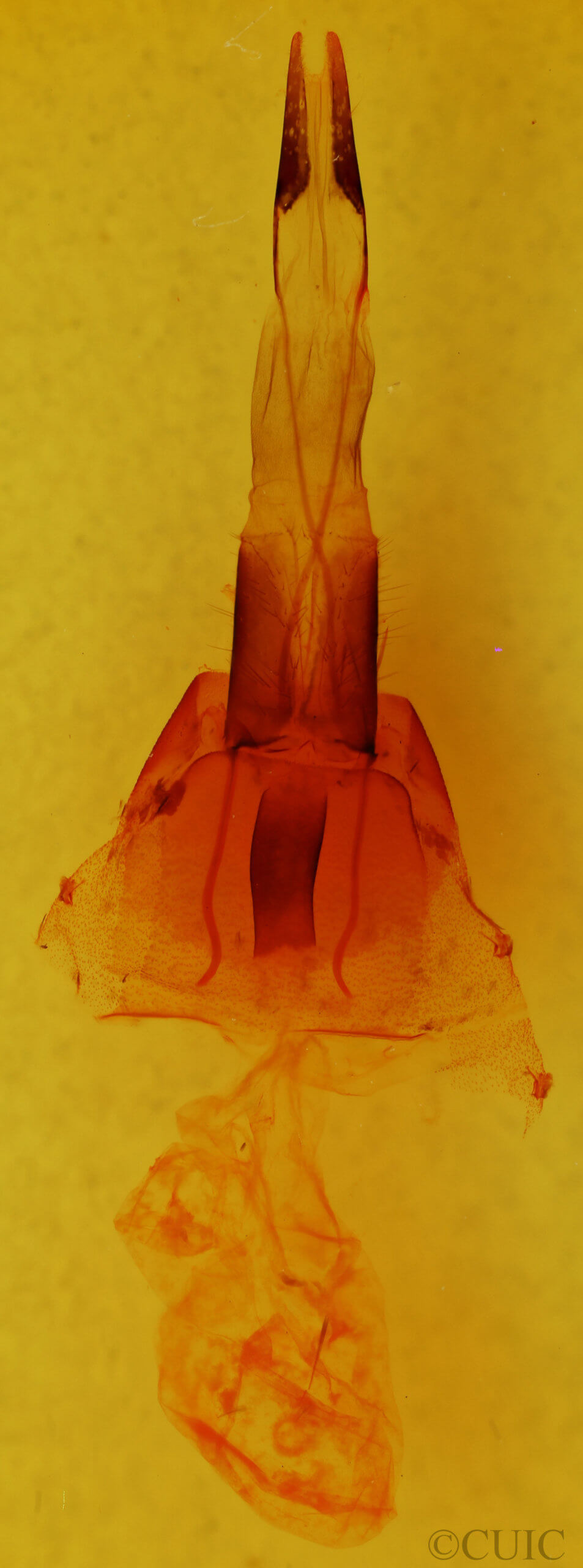 genitalia view of adult Protorthodes ustulata