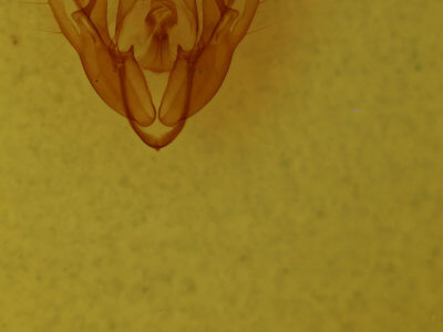 genitalia view of adult Protorthodes alfkeni