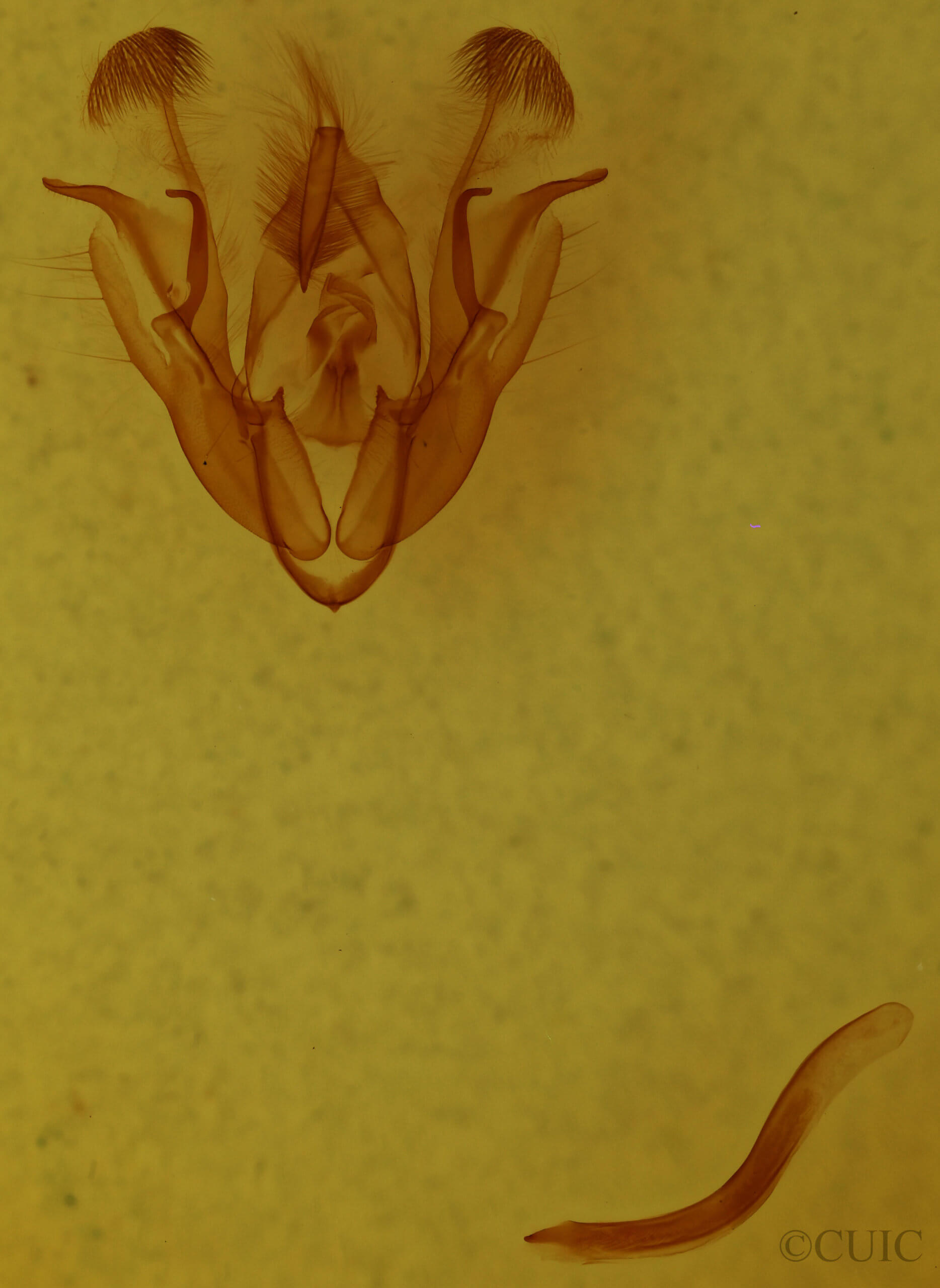 genitalia view of adult Protorthodes alfkeni