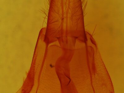 genitalia view of adult Protorthodes alfkeni