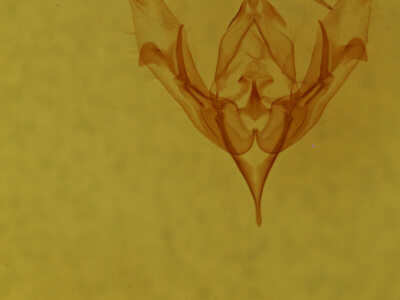 genitalia view of adult Protorthodes antennata