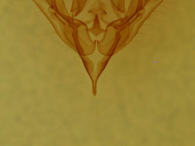 genitalia view of adult Protorthodes antennata