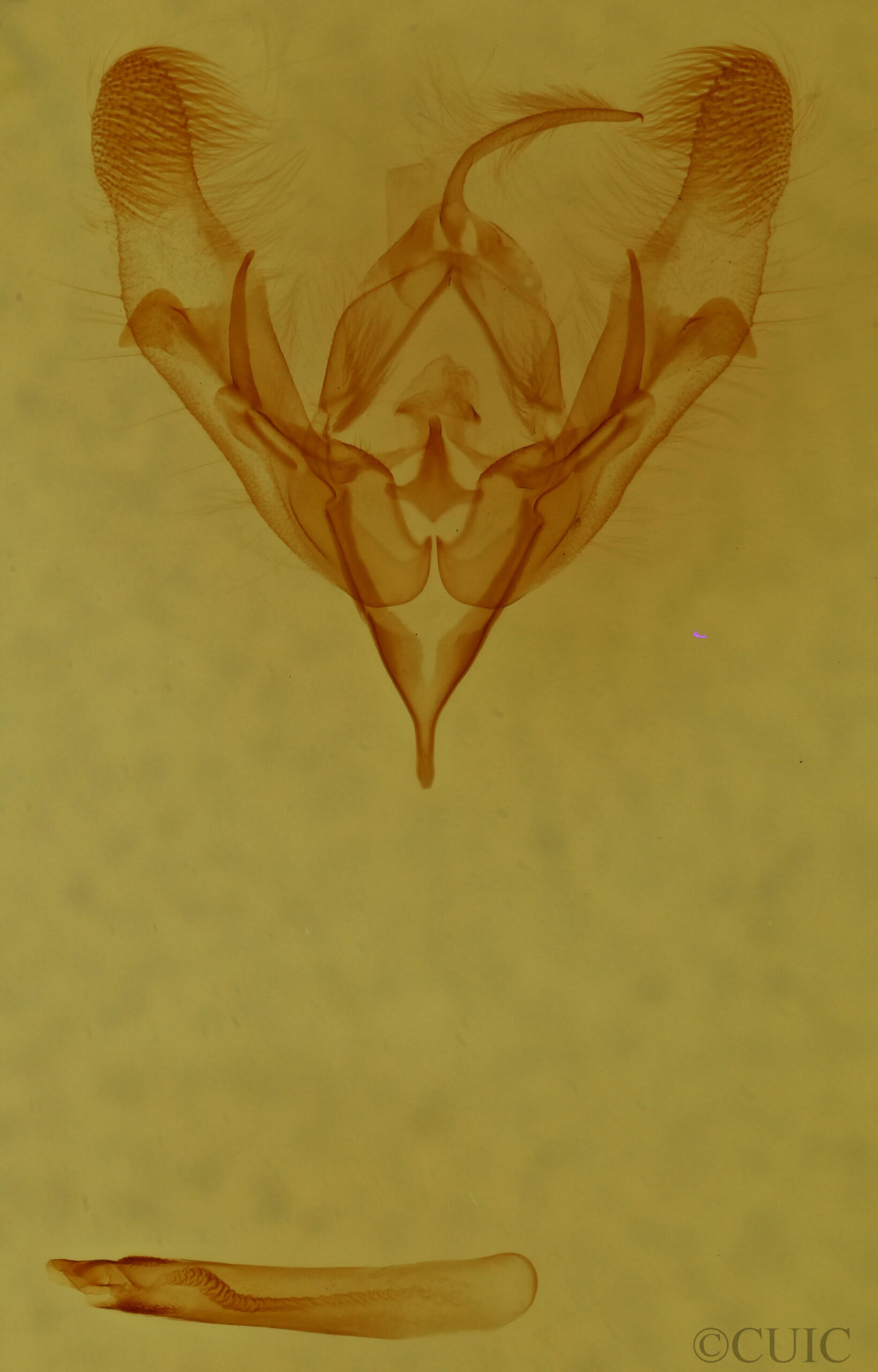 genitalia view of adult Protorthodes antennata