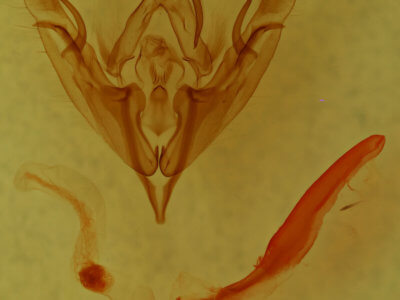 genitalia view of adult Nudorthodes texana