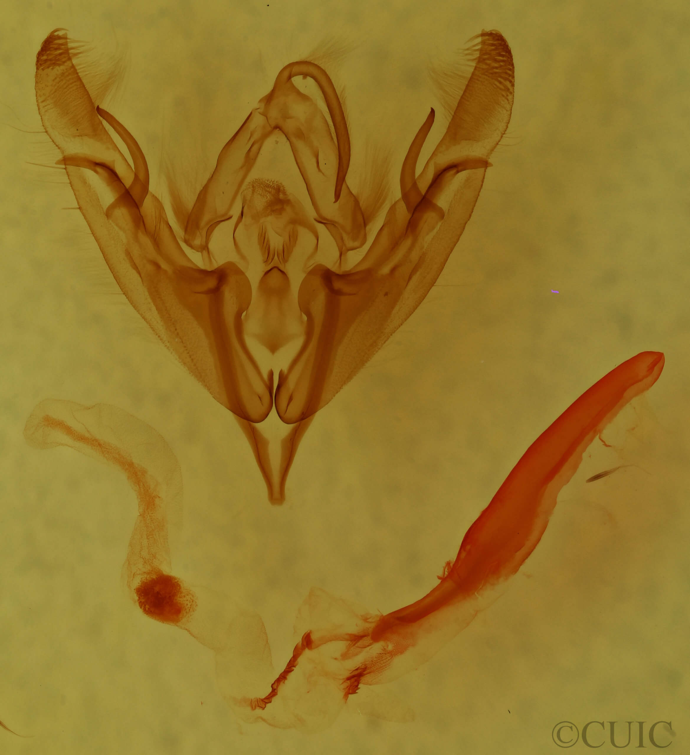 genitalia view of adult Nudorthodes texana