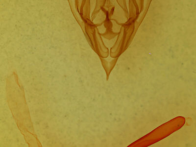 genitalia view of adult Protorthodes mulina