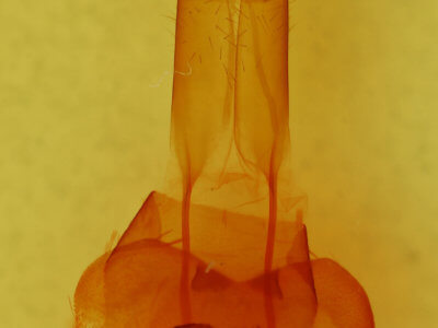 genitalia view of adult Protorthodes mulina