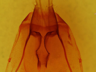 genitalia view of adult Protorthodes oviduca