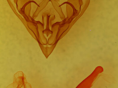 genitalia view of adult Protorthodes rufula