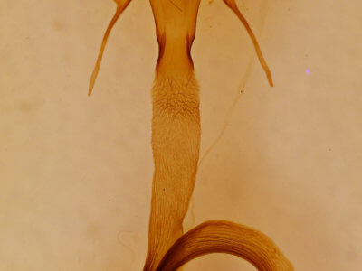 genitalia view of adult Mythimna albicosta