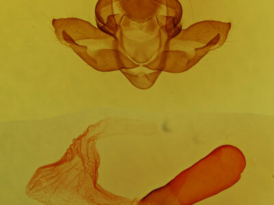genitalia view of adult Pseudopanthea palata