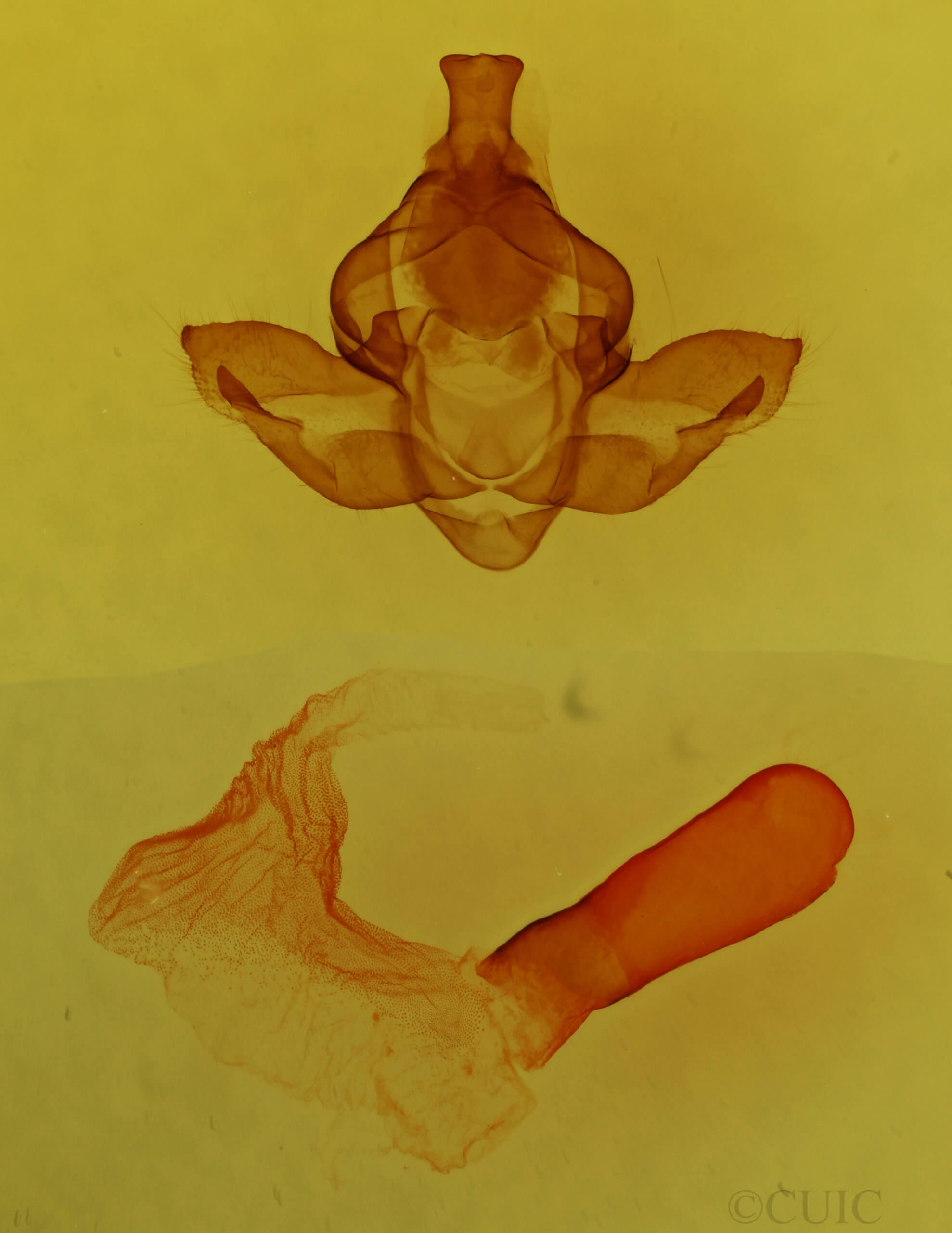 genitalia view of adult Pseudopanthea palata