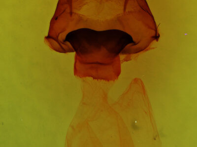 genitalia view of adult Pseudopanthea palata