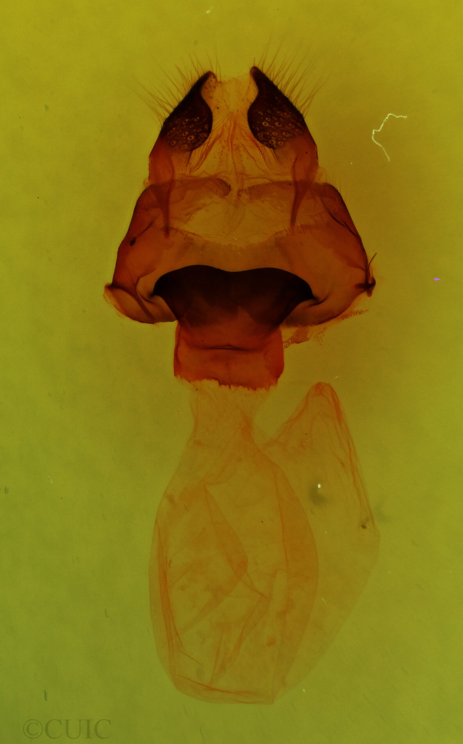 genitalia view of adult Pseudopanthea palata