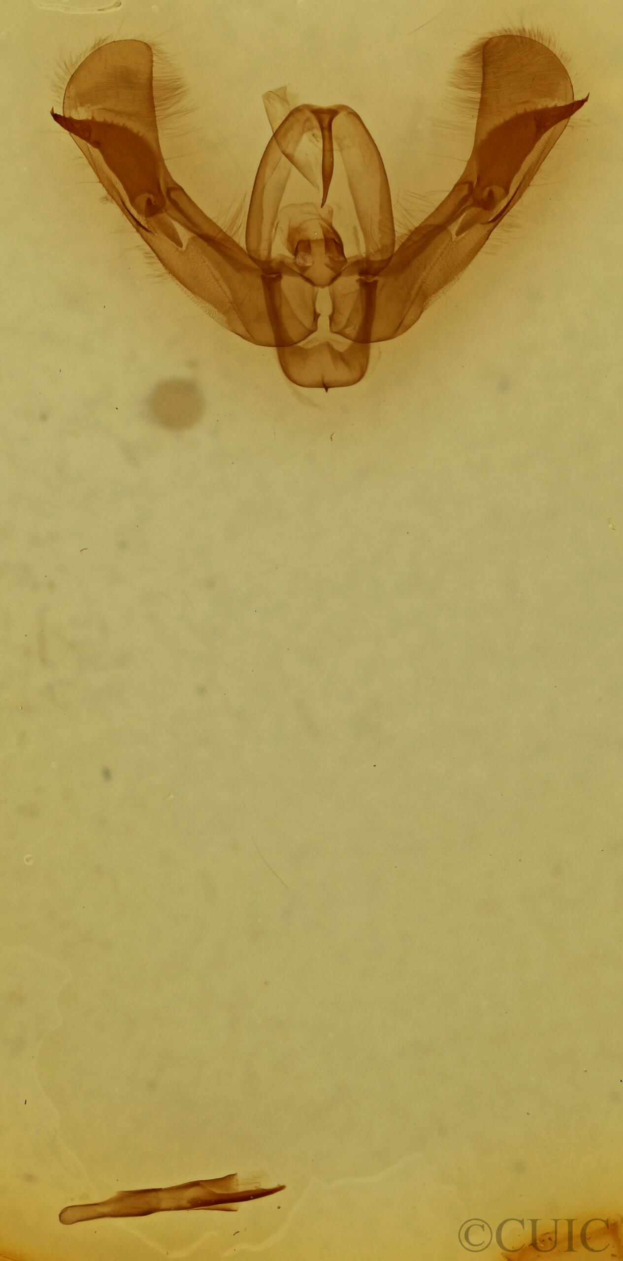 genitalia view of adult Pseudorthodes