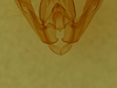 genitalia view of adult Pseudorthodes irrorata