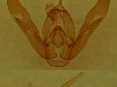 genitalia view of adult Pseudorthodes irrorata