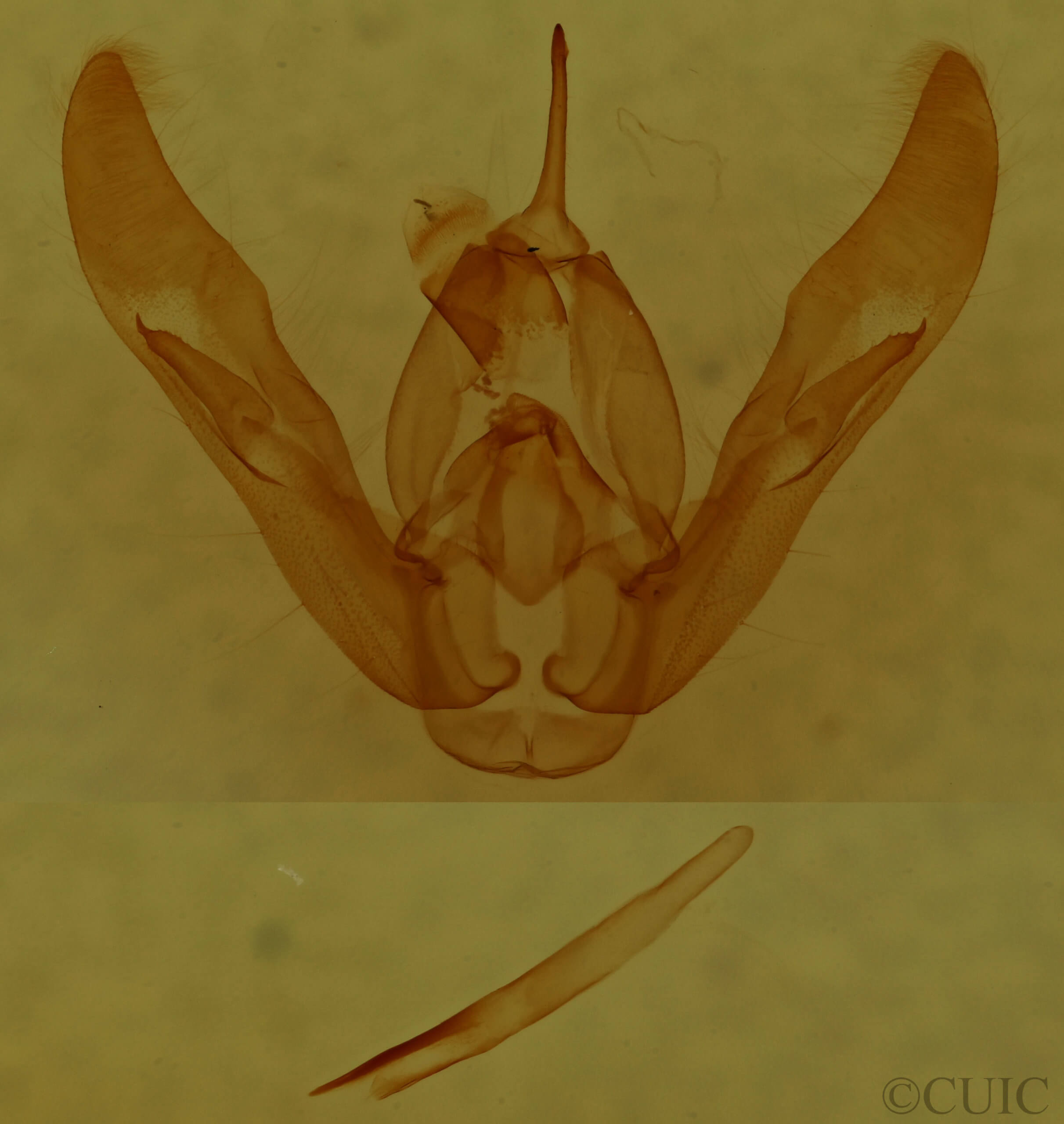 genitalia view of adult Pseudorthodes irrorata