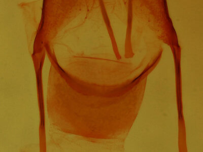 genitalia view of adult Pseudorthodes irrorata