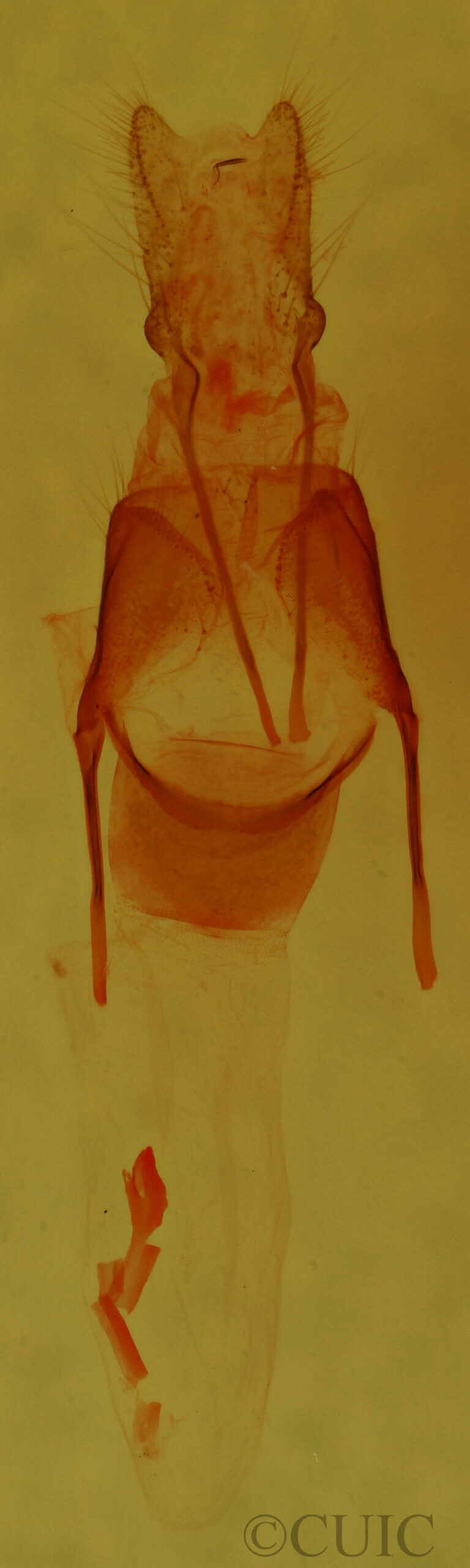 genitalia view of adult Pseudorthodes irrorata