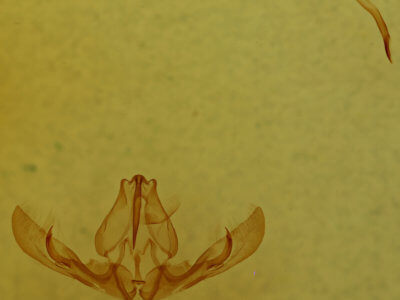 genitalia view of adult Pseudorthodes puerilis