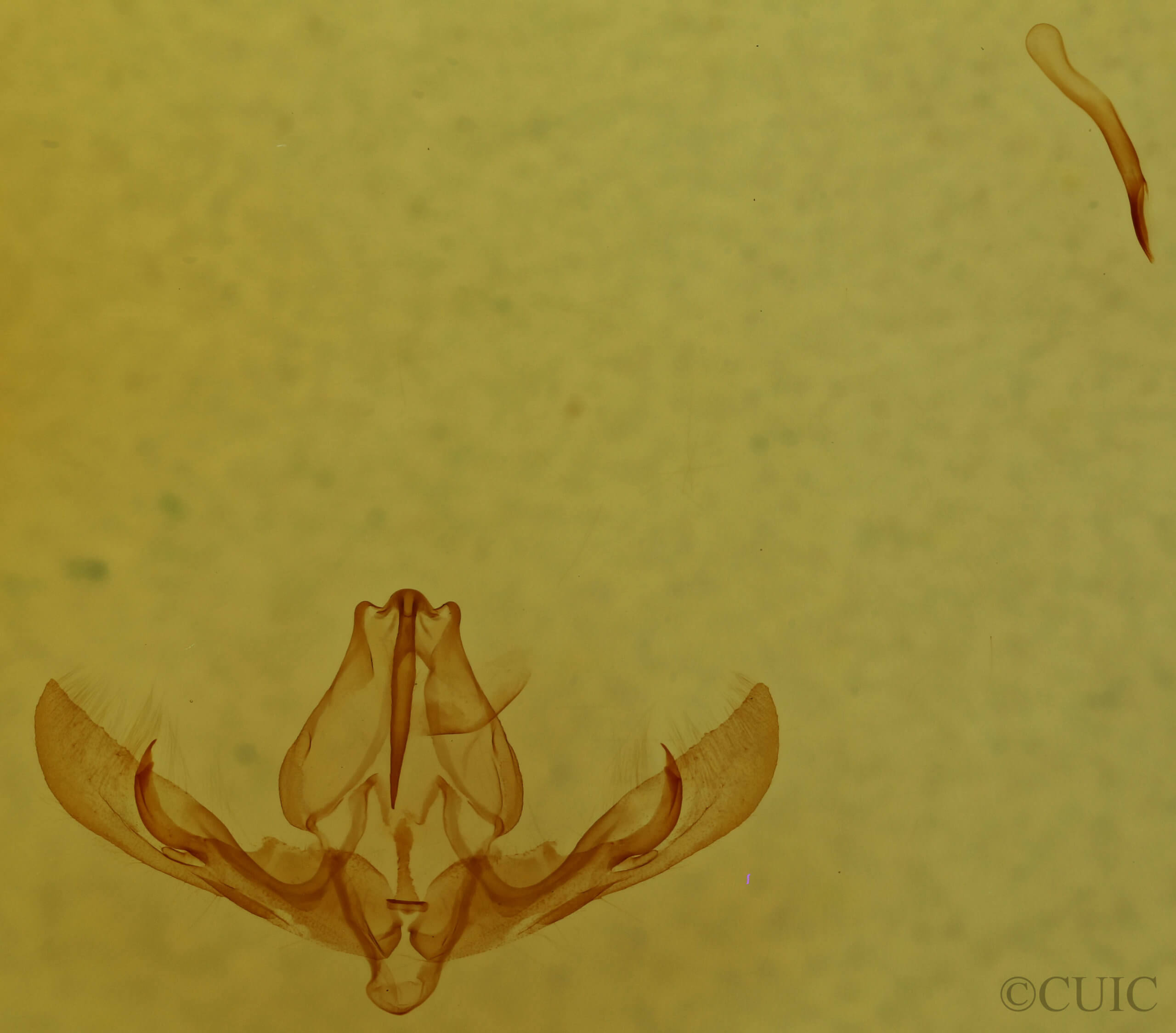 genitalia view of adult Pseudorthodes puerilis