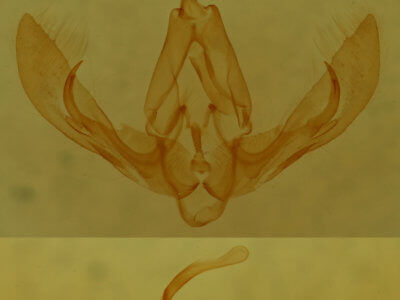 genitalia view of adult Pseudorthodes puerilis