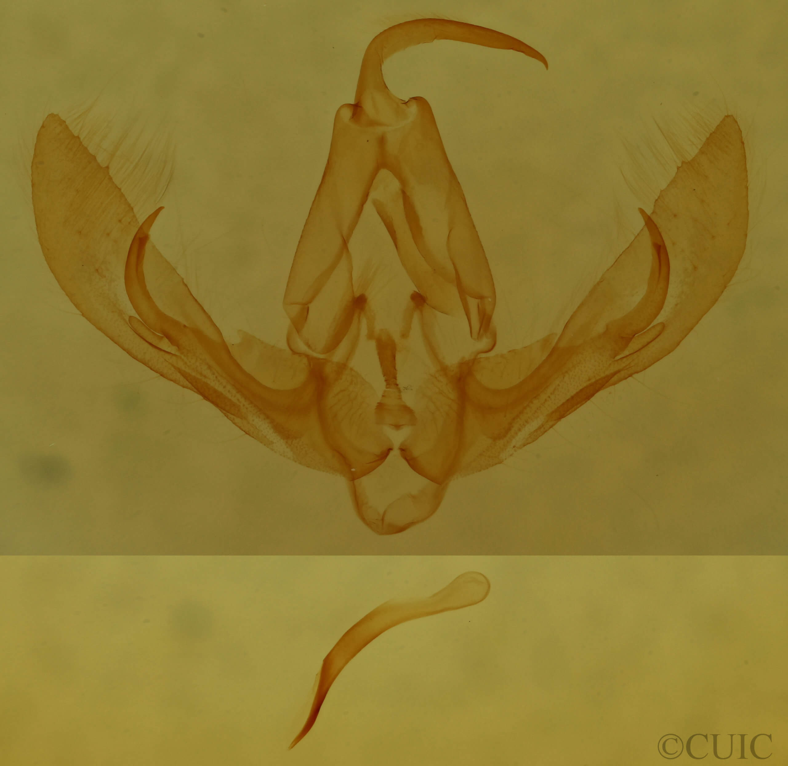 genitalia view of adult Pseudorthodes puerilis