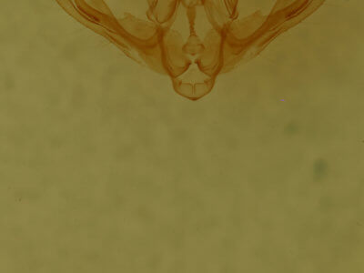 genitalia view of adult Pseudorthodes puerilis