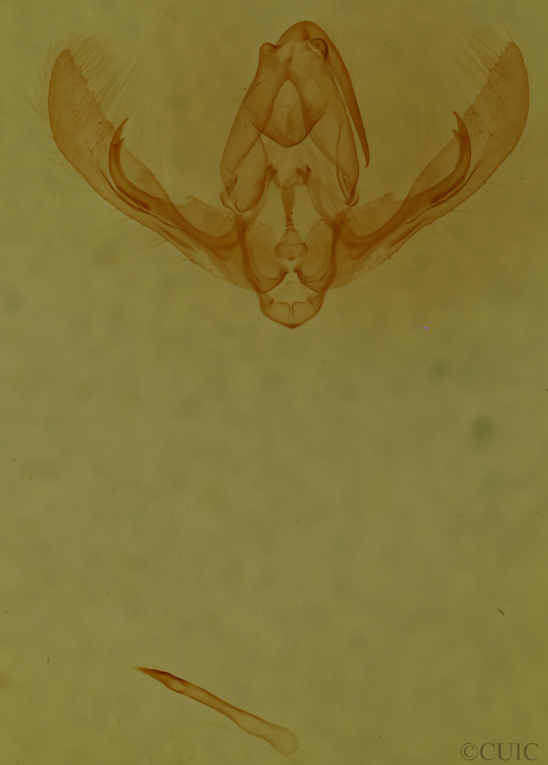 genitalia view of adult Pseudorthodes puerilis