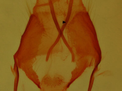 genitalia view of adult Pseudorthodes puerilis