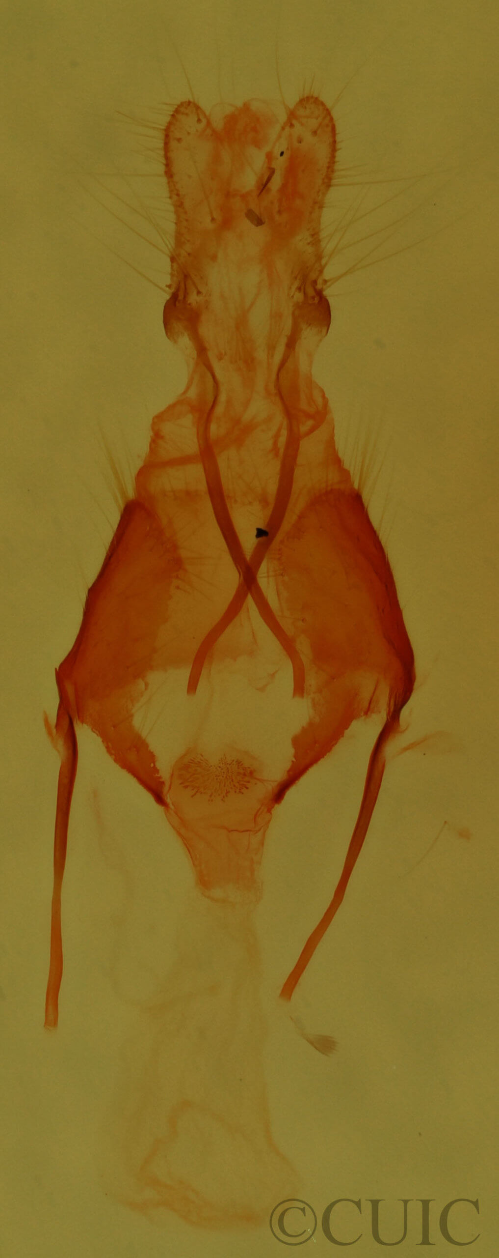 genitalia view of adult Pseudorthodes puerilis