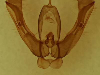 genitalia view of adult Pseudorthodes vecors