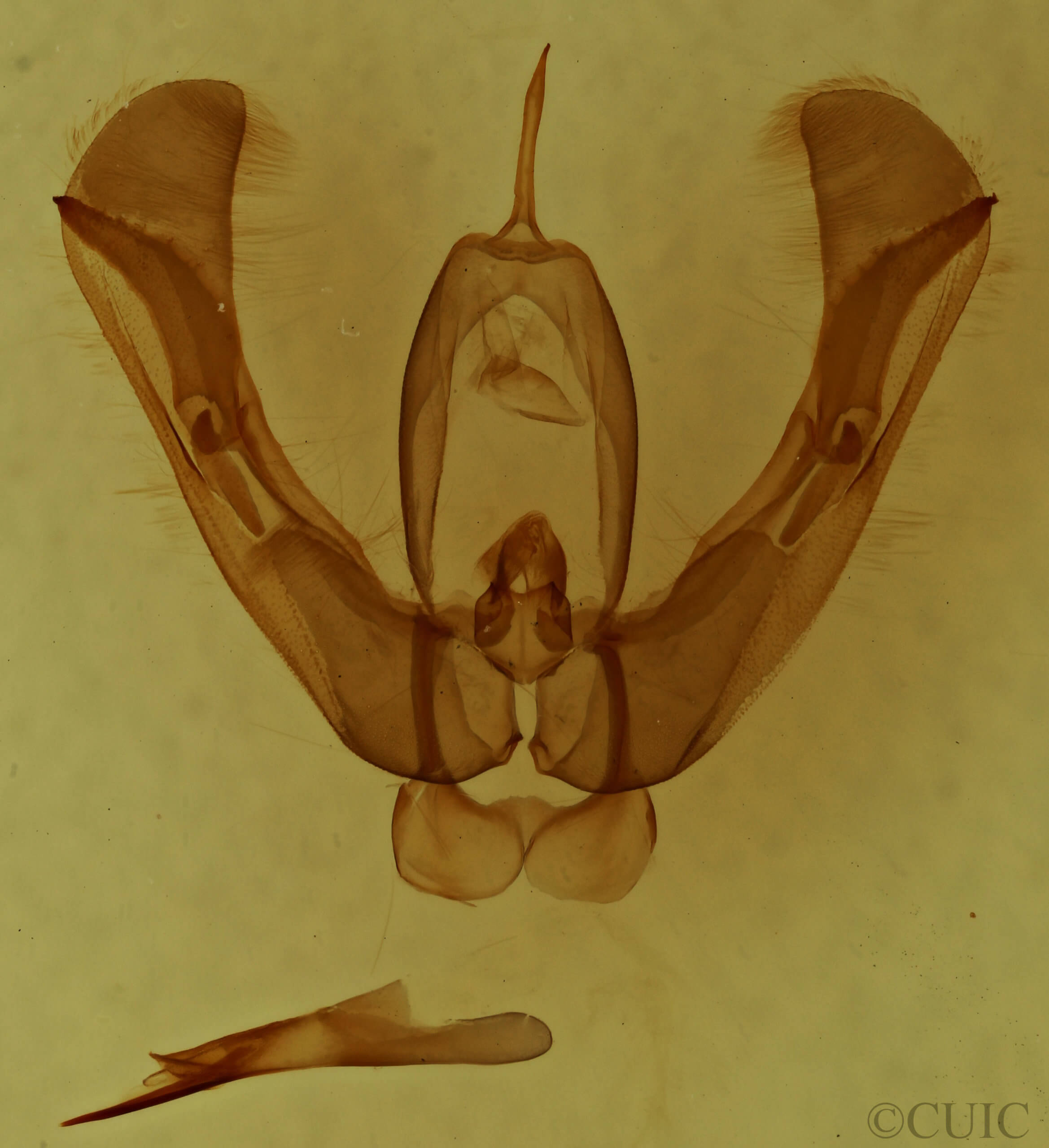 genitalia view of adult Pseudorthodes vecors