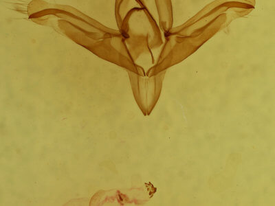 genitalia view of adult Ptichodis herbarum