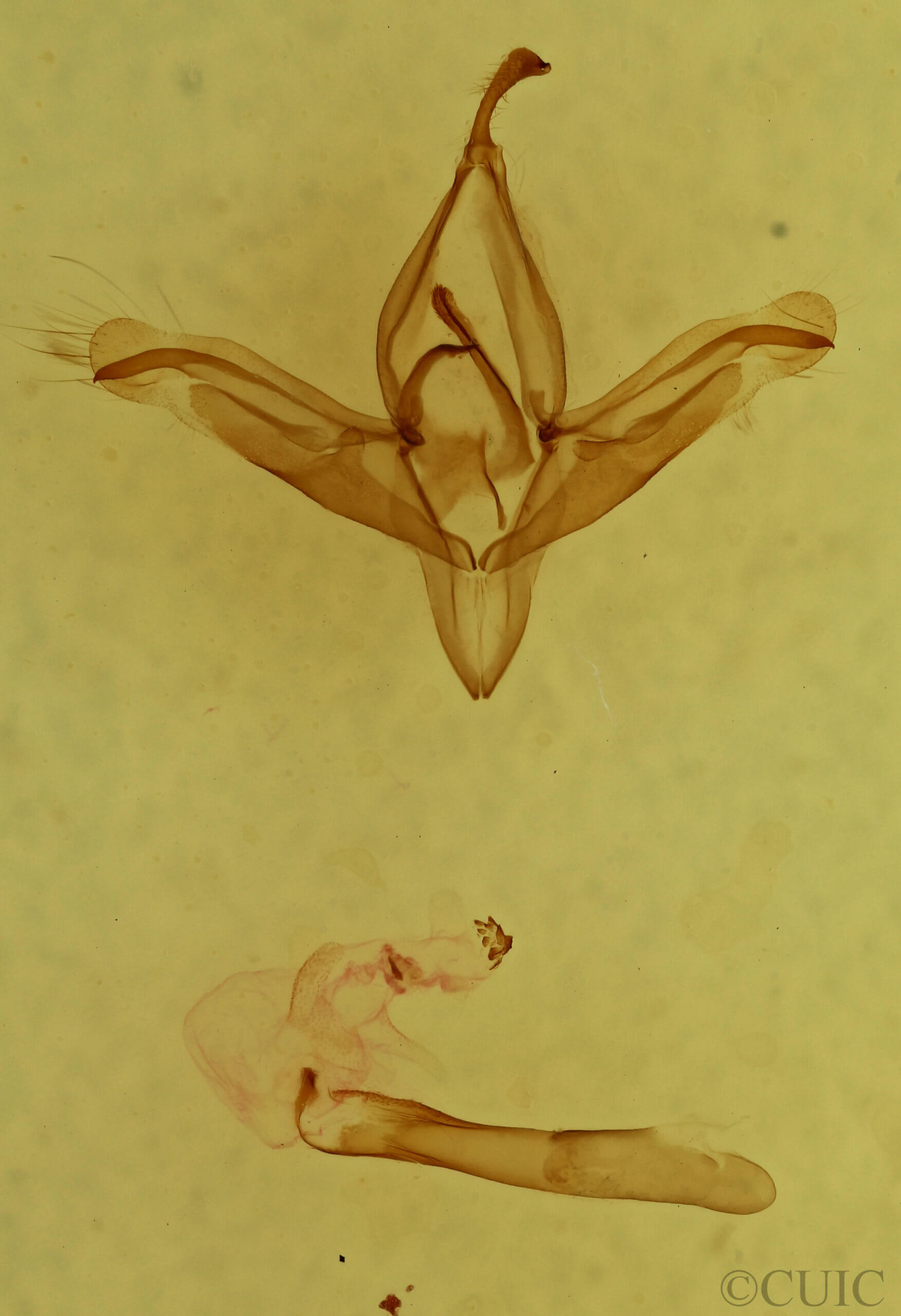 genitalia view of adult Ptichodis herbarum
