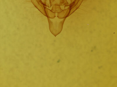 genitalia view of adult Pyrrhia exprimens