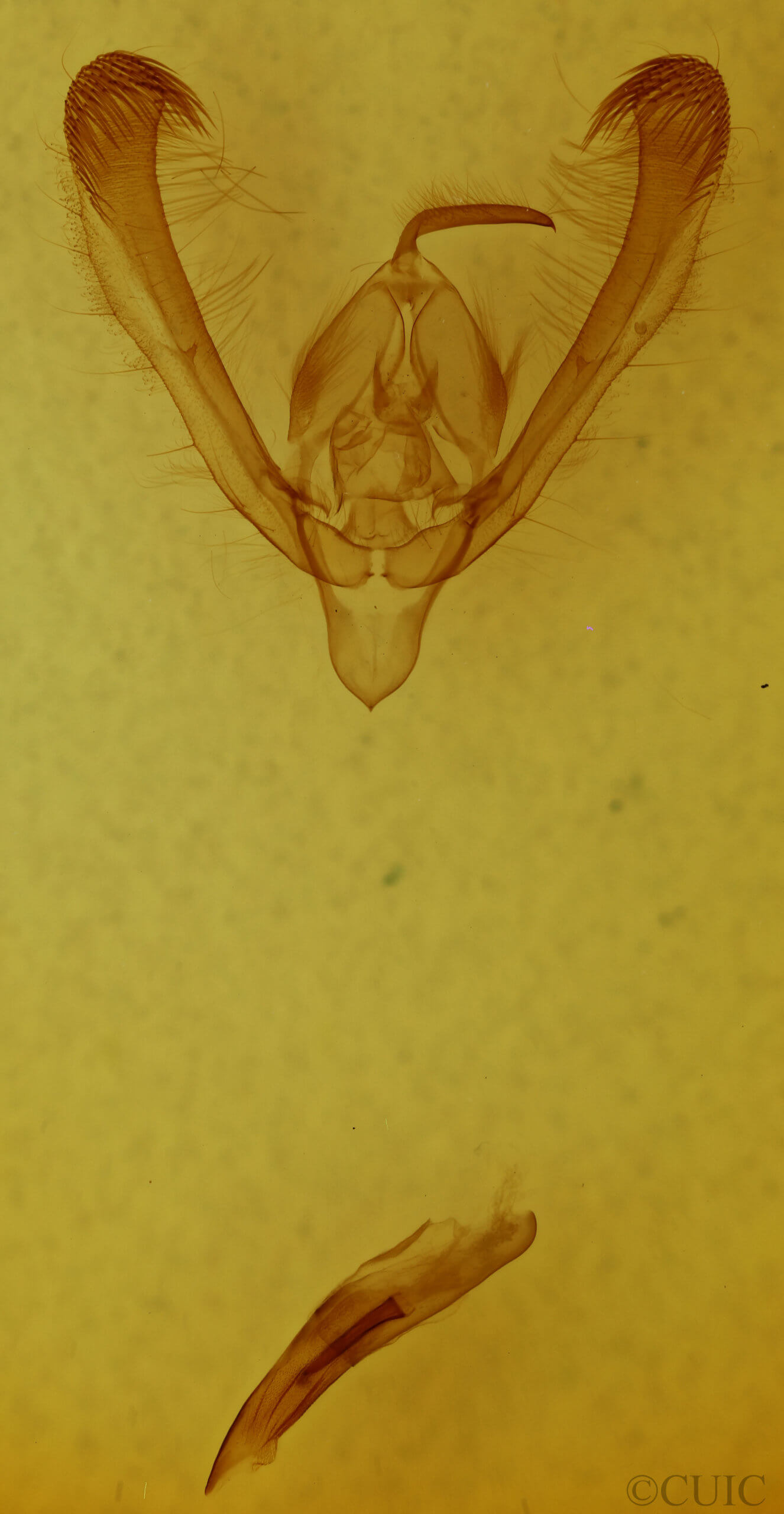 genitalia view of adult Pyrrhia exprimens