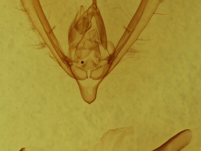 genitalia view of adult Pyrrhia umbra