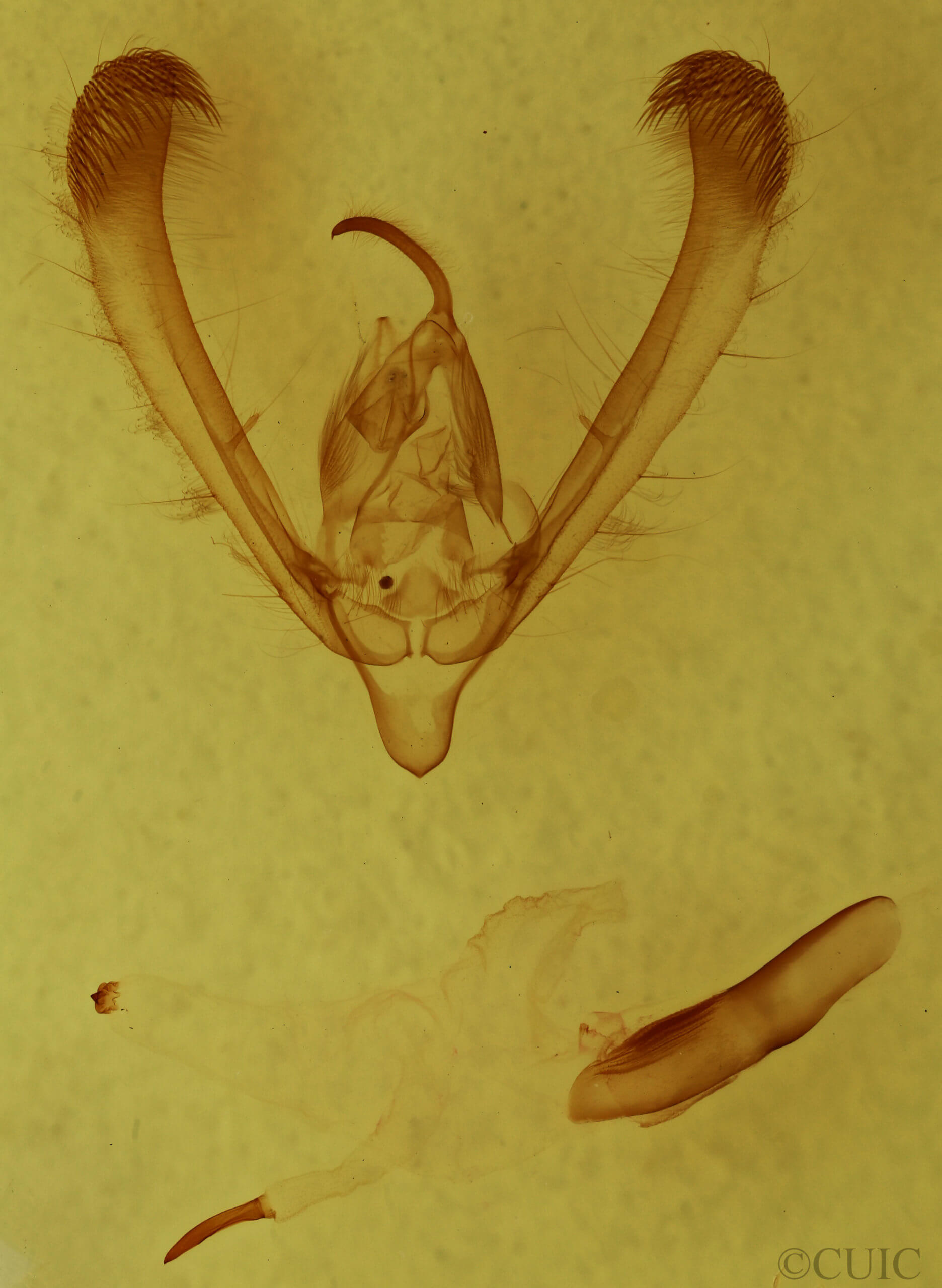 genitalia view of adult Pyrrhia umbra