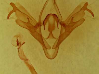 genitalia view of adult Mocis texana